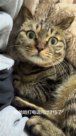 Title (Chinese): Cats Show Resilience in Adversity, Douyin Short Video Partner Program