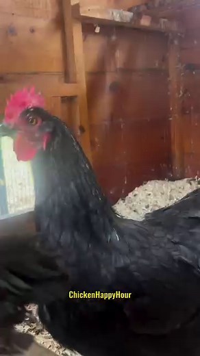 44K views · 964 reactions | The Chicken’s Egg Song  #chickens #egg #eggs #backyardchickens #chickensofinstagram #hen #funnyanimals #chickenhappyhour | Chicken Happy Hour | Facebook