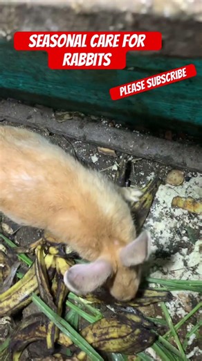 Seasonal care for rabbits #shorts #viralshorts # #rabbit #rabbitcare #bunny #cute