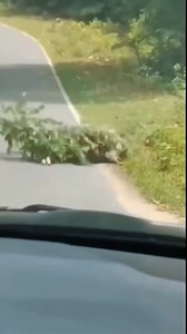 Rescue baby deer wrapped by python. | Blue X Studio Imaginary Animals