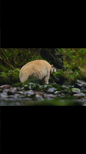 Nature’s Best Kept Secret: The Kermode Bear