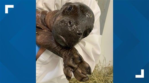 Birth of pygmy hippo calf makes history at John Ball Zoo