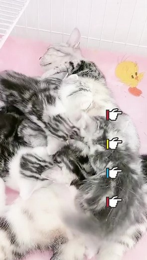 u212_kitty on TikTok