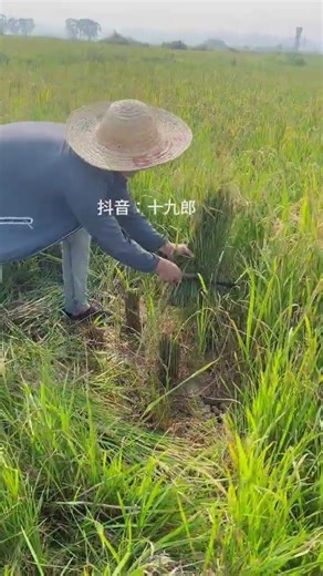 #Rice Farming#Organic Rice Farming#My Country Life