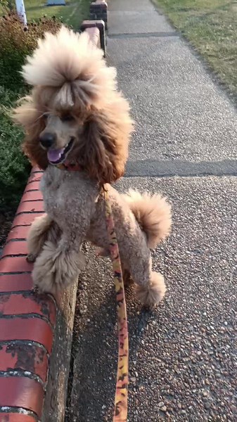 #dog #dogmom #dogs #doglover #hair #hairgoals #longhair #heathyhair #poodle #poodles #minipoodle #topknot #funnydogs