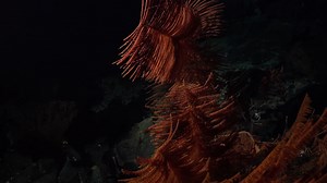 3.8K views · 207 reactions | Scientists have found more than 100 new species in a massive underwater mountain range off the coast of Chile. Learn more: https://scim.ag/5ZX | News from Science | Facebook