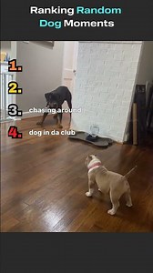 Ranking Random Dogs of 2025