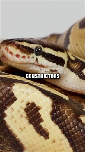 The Shocking Truth About A Giant Python’s Huge Appetite 🐍 #giantpython #wildlife