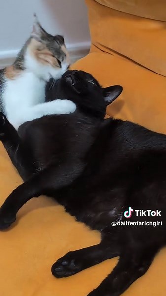 Adopting a Calico Cat for My Black Cat's Companionship