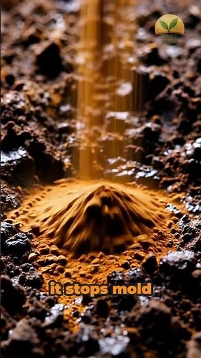 Put CINNAMON on Your Soil — The Results Are CRAZY 🌿🔥 #gardeningtips