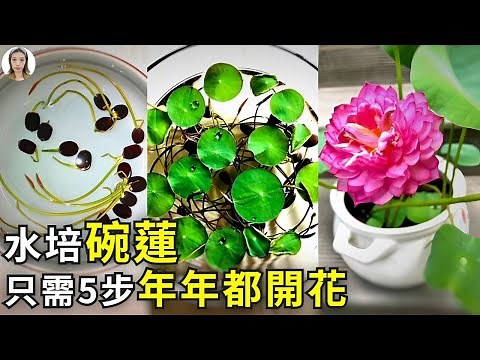 怎麼種碗蓮？選種，發芽，立葉，開花每一步都詳細解析，照著做，夏季開花一朵接一朵！|花花世界