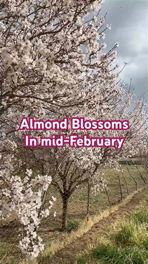 Almond Tree in Full Blossom 🌸 | Early Spring Nature #irantravel