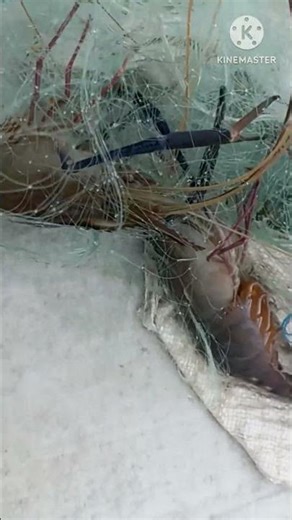 Master the Art of Traditional Fishing Skills