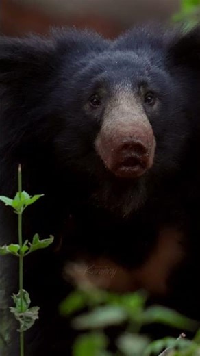 India’s Shaggy Giant | Sloth Bear🐻