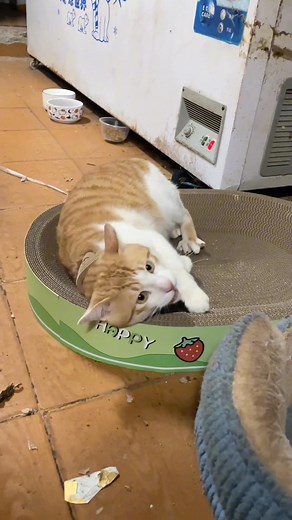 The old lady in the grocery store swears and becomes obedient in front of the old man. cats' daily life Cat Assistant Assistant #Record #Orange | Royal Mood