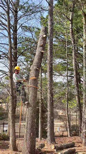 #treeremoval #treehouse #treework #stump #trending #vira #treehouselife #treeservice #DanceWithTurboTax #treecutting #tree #stumpgrinding #foryou #georgia #atlanta #nextdoor #claimers🧗🏽‍♂️ #viral #for