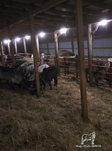 #fypシ #pet #storm #ice #love All our barns are heated, we a humane exotic cattle ranch in southeast Kansas. We raise these for companionship, not consumption.