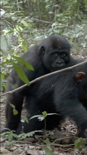 Baby gorilla ZZ plays with chimpanzee friends at JGI's Tchimpounga sanctuary