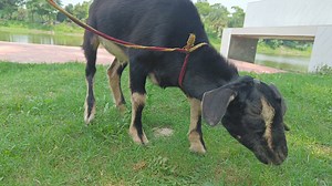 37K views · 44 reactions | goat cutting slaughter | 헠헲헱헶헮 헭헼헻헲 헨혀헮 | Facebook