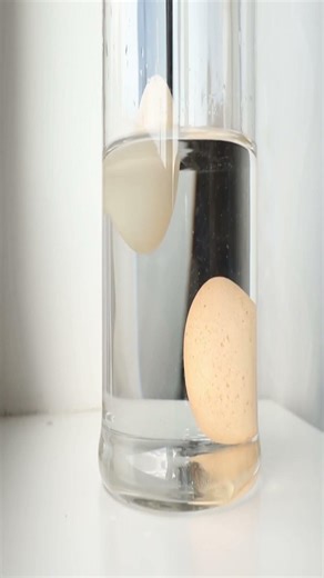 How I made An Egg Float | Easy DIY Density Experiment #stem #scienceshorts #curiousmind #stemforkids