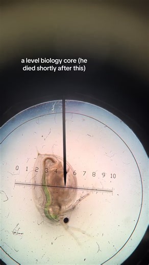 Understanding A Level Biology Exam Topics