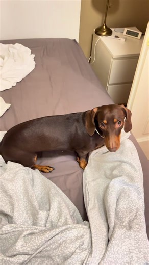 #dachshund #funnydachshund #dogsoftiktok #chocolatedachshund #minidog