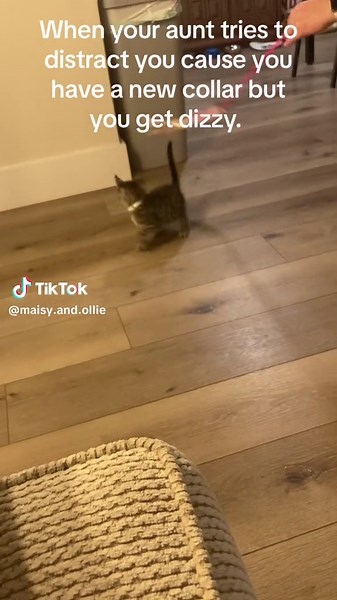 Funny Cat Video: Maisy Mouse Meow Collar Distraction