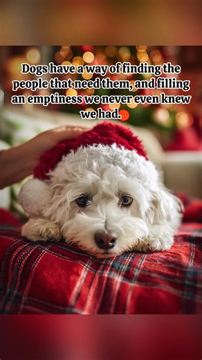 They fill our lives and hearts with unconditional love ❤️ #doglover | Homemade Dog Food Recipes