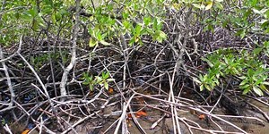 Mangue de Botão Conocarpus Erectus: Características – Mundo Ecologia