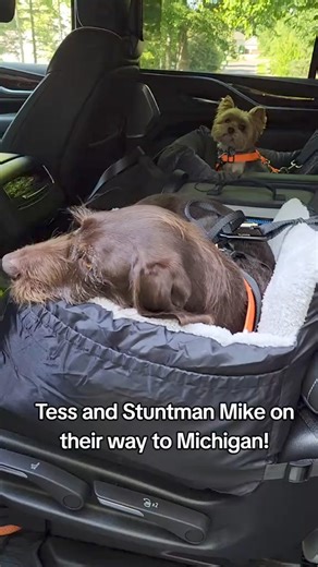 Traverse City or bust! #pudelpointer #yorkie | Abby Jimenez