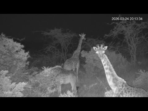 🔴 LIVE African Safari | 6 Maasai Mara Wildlife Cameras | Kenya 24/7