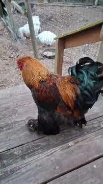 Saving duck from angry geese!