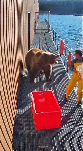 Kodiak Bear charges a fisherman pinned on a narrow cannery walkway #kodiakbear
