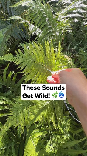 In a garden, we recorded the bioelectric signals of a fern, and the sounds got wild. A fern has two completely different life stages, and both of them are full-fledged organisms. The fern you see is called a sporophyte. It releases spores that drift down to damp ground, and each spore grows into a tiny, almost-invisible plant called a gametophyte. The gametophyte looks nothing like a fern. It is small, flat, often heart-shaped, and it lives on its own for a while. It produces sperm and eggs. Whe