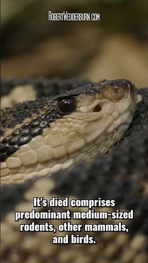 Meet the Longest Venomous Snake in the Americas!