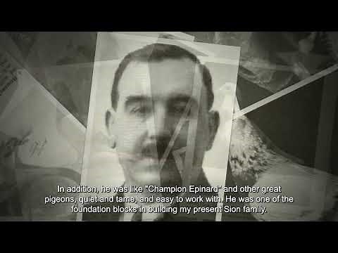 The Story of Sion Pigeons