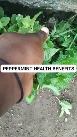 3.6K views · 28 reactions | 12 Science-Backed Benefits of Peppermint...