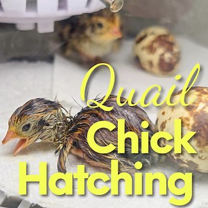Quail Chick Hatching In Incubator Watch one of our quail chicks hatch in the incubator. This is the 3rd chick we've had from our quail. It's amazing to see new life come into the world. Coturnix Quail take 18 days to hatch and can be laying their own eggs in as soon as 8 weeks. | More Maass
