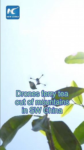 Drones ferry tea from mountainous tea gardens in China's Yunnan
