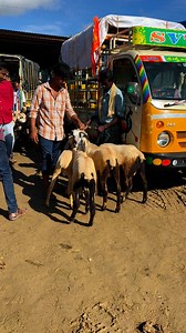 sheep market #GOAT #sheep | Lks Chanal