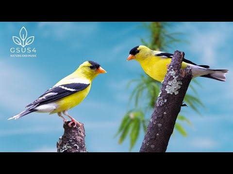 Forest Nature Sounds | Relaxing Birds Chirping for Deep Sleep | Perfect for Relaxation, Study, Sleep