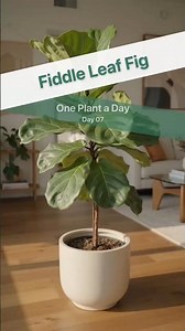 Fiddle Leaf Fig Care Guide 🌿 | One Plant a Day #07 | Popular Indoor Plant