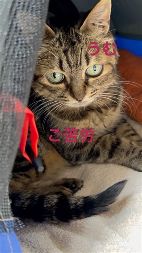 いつものこたつ（電源OFF）には入らなくて、同じ場所にテントを置いたら入りました。こたつは置くと寝る時狭いですが、テントは更に狭いです🤣（2026/07/27） #やまはたん #猫のいる暮らし