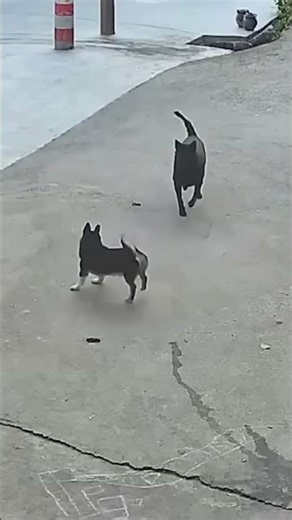 Animals Having the Funniest Reactions Ever 😂#funnyanimals #animalshorts #funnycats