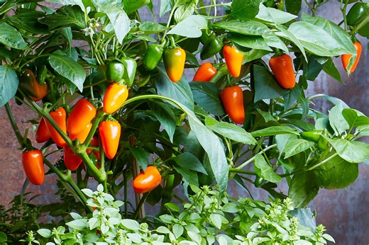 Want to Grow Peppers Inside? Follow These 12 Tips