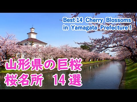 山形県の桜名所・巨桜 ベスト14選 ( 山形城・鶴岡公園・置賜さくら回廊 ) / Best 14 Cherry Blossoms Viewing Spots in Yamagata!【日本の桜名所】