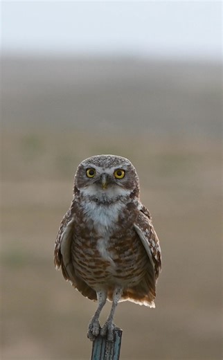 6.3K views · 126 reactions | SOUND-ON : Throughapilotslens captured this incredible footage of a burrowing owl using his Nikon Z 6II mirrorless camera, paired with the powerful NIKKOR Z 180-600mm f/5.6-6.3 VR telephoto lens. This lens’s ability to capture sharp and clear frames across the entire 180-600mm zoom range. | Nikon | Facebook