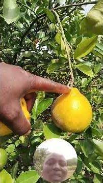 why lichens develop on tree stems - the importance of animal manure on fruit trees