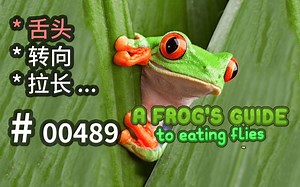 上头~！Du你通不了关！玩法可参 - A Frog's Guide To Eating Flies - 【汗先生的集游册】独立游戏制作创意灵感库489