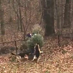 Le chien, le meilleur compagnons 😂 | Chien et Chat Lovers